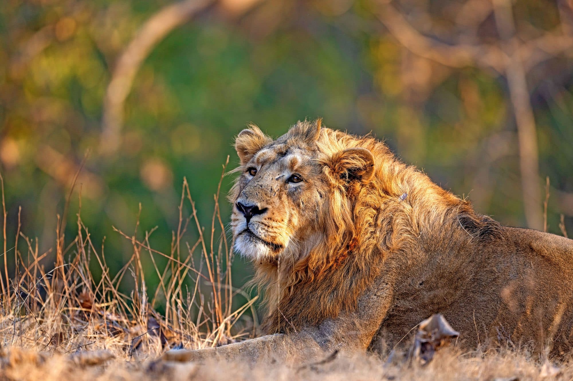 A male Asiatic lion resting in dry grass in a Gujarat forest, looking up in warm low sunlight